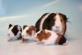 Meerschweinchen Familie