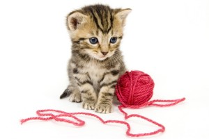 kleine Katze mit Wolle