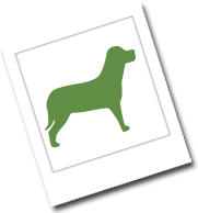 West-Highland White Terrier