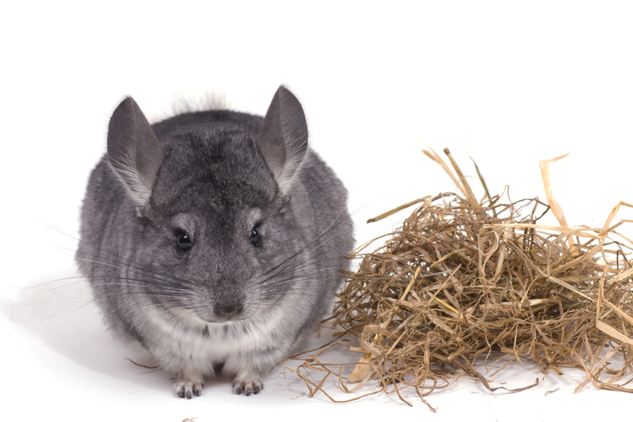 Haltung von Chinchillas ›