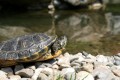 eine Wasserschildkröte am Wasser