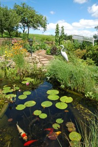 ein Teich mit Pflanzen