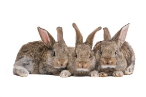 die Haltung von Kaninchen