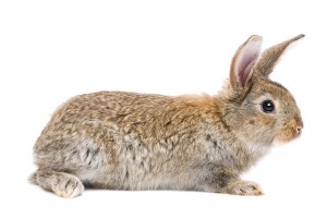 ein Kaninchen