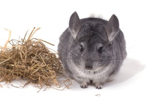 Chinchilla und Heu