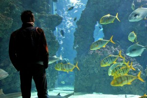 Mann vor einem Aquarium