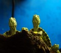 Wasserschildkröten in einem Aquarium