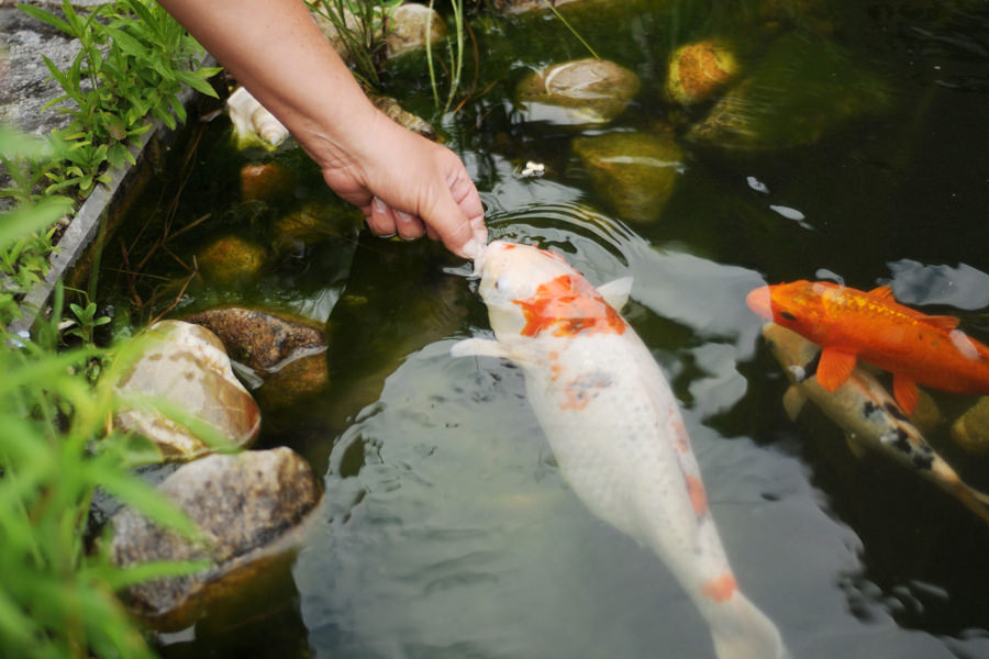 Der Fisch und Koiteich ›