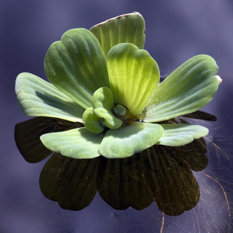 muschelblume pistia stratiotes
