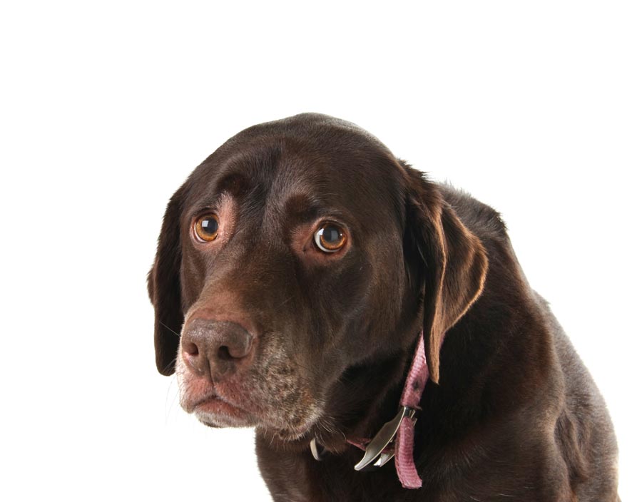 Wasserrute bei Hunden ›