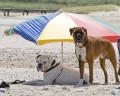 zwei Hunde mit einem Sonnenschirm