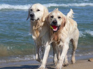 zwei Hunde am Strand