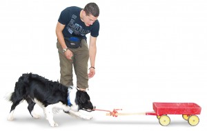 Mann trainiert mit einem Hund