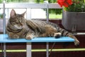 Eine Katze liegt auf einem gesichertem Balkon