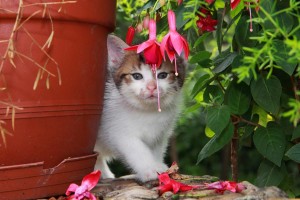 eine Katze im Garten