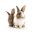 zwei Kaninchen
