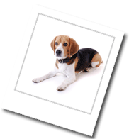 ein liegender Beagle