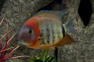 ein Fisch schwimmt im Aquarium