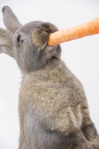 ein Kaninchen knabbert an einer Karotte