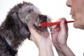 Hund beim Zähneputzen