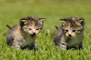 zwei Kitten auf einer Wiese