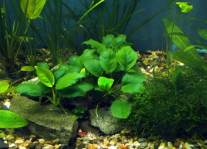 echte Pflanzen im Aquarium