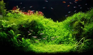 Neons im Aquariumbecken