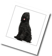 ein Hund der Rasse Briard