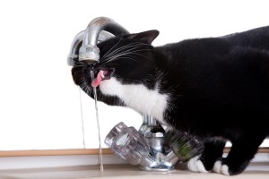 ein Katze trinkt aus einem Wasserhahn