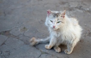 eine Katze auf der Straße