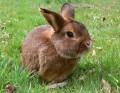 kleines Kaninchen auf einer Wiese