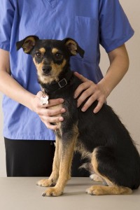 ein Hund bei einem Tierarzt