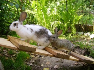 eine Rampe für Kaninchen
