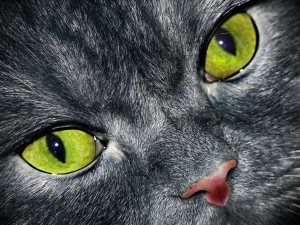 dunkle Katze mit grünen Augen
