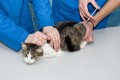 eine Katze bekommt eine Spritze vom Tierarzt