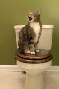 eine Katze geht auf die normale Toilette