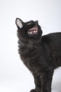 eine schwarze Katze miaut