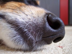 die Nase eines Hundes