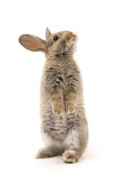 Körpersprache von Kaninchen