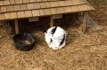 ein Kaninchen im Stroh