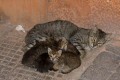 eine Katzenmutter mit ihren Kitten