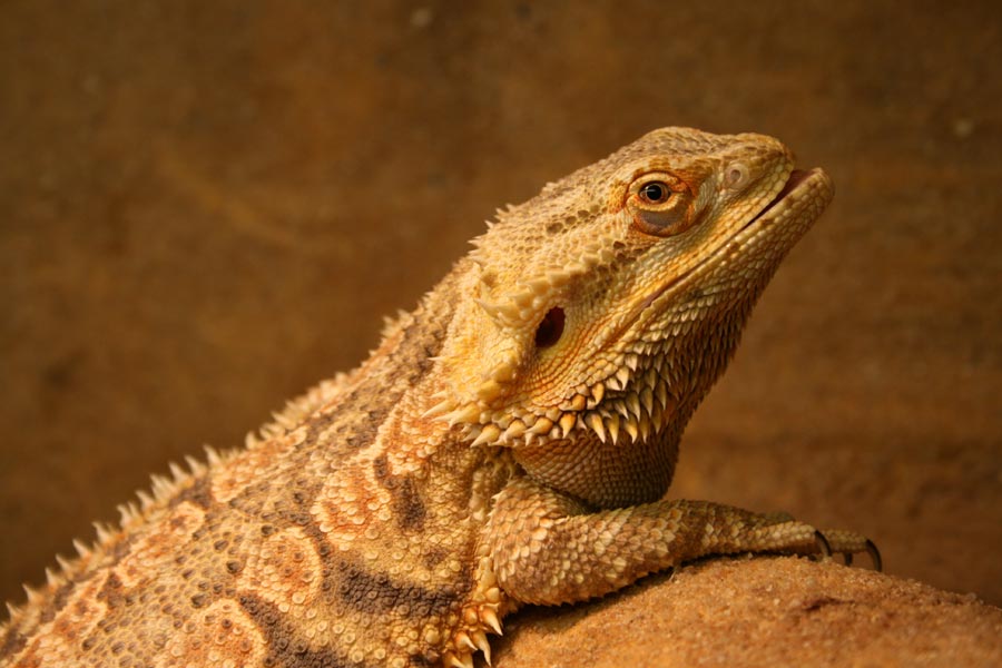 Beleuchtung und Heizung für Bartagame › TierklinikenNet