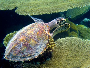 eine Wasserschildkröte