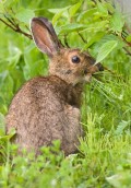 ein Kaninchen auf einer grünen Wiese