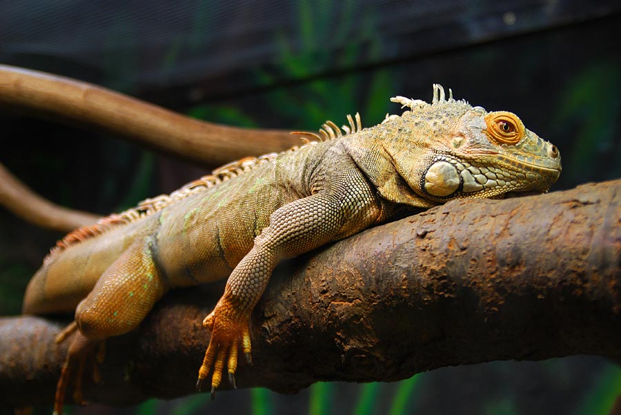 ein Reptil auf einem Ast