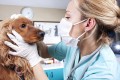 Tieraerztin mit einem Hund