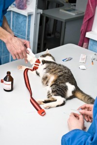 eine Katze wird beim Tierarzt behandelt