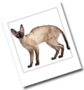 eine Cornish Rex Katze