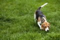 Ein American Foxhound schnuppert nach Beute