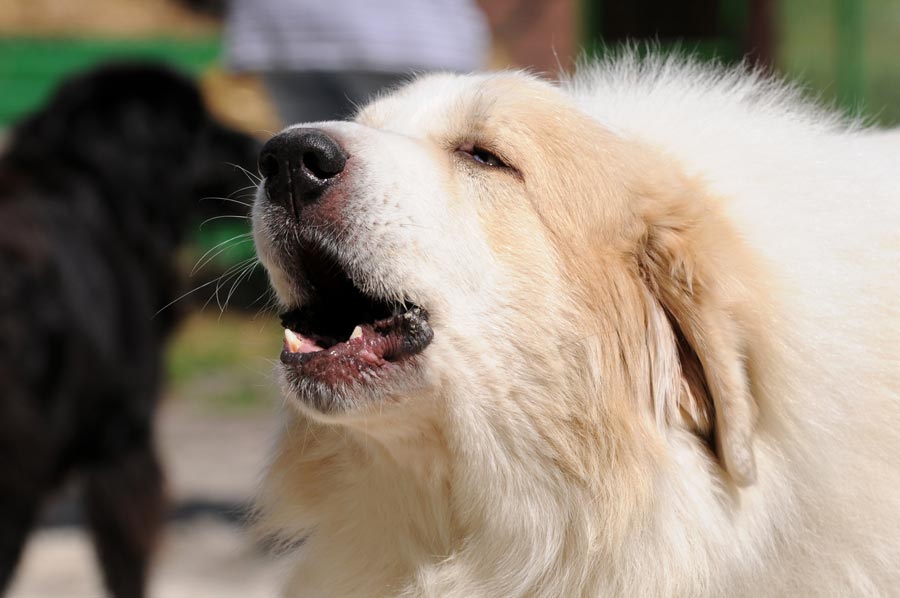 Hunden das ständige Bellen abgewöhnen ›